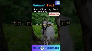 Goats are the REAL Kings of Climbing mindmysteries360 goat factshorts [upl. by Tracay]