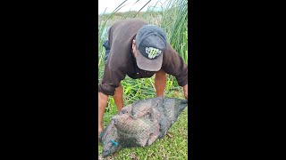 Vine de PESCA con Tarraya en este lago y Vean los tremendos pescados que sacamos [upl. by Artekal177]