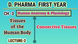 Connective tissues  Ch3  L2  Tissues of Human Body  HAP  DPharm First year [upl. by Ardnalak194]