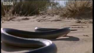 How snakes move amp run  Serpent  BBC Animals [upl. by Dalury]