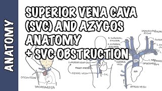 Superior vena cava and the azygos system clinical anatomy  SVC obstruction oncology emergency [upl. by Edyaw]