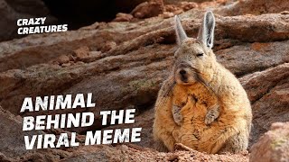 This Sleepy Viscacha Is the Internet’s Newest Meme Animal [upl. by Eenor]