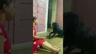 Plz Yaar Leg Massage Kar De 😂  Dog’s Video  Bhotiya Breed  BROphy The Dog  Vlog  55 [upl. by Jackson]