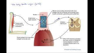 The Golgi tendon organ [upl. by Alleoj]