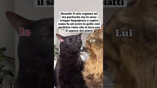 Ma come é possibile 🙀🙀🙀😹😹😹😻😻😻catmeme catlover gattitaliani gattini gattoni amoremio [upl. by Aer705]