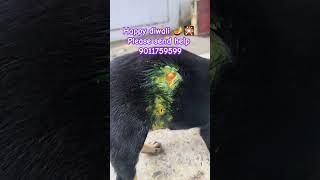 Puppy ki treatment Kiya baccha ekdum swasth hai kukur cutedogs dogs puppies [upl. by Ailatan]