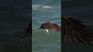 Eagle Fishing eagle fishing youtubeshorts [upl. by Rifkin]