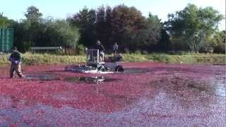 Cranberry Harvest From Bog to Table [upl. by Redwine]