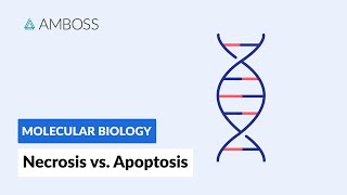 Necrosis vs Apoptosis Cell Death [upl. by Noffets]