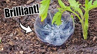 Top 10 Free Vegetable Gardening Hacks [upl. by Grosmark]