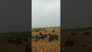 wild pig specieswild pig in texas farming wildhog animals wildhogs agriculture [upl. by Arrej]