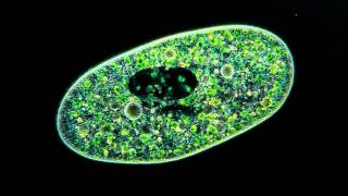 Amazing Microscopic video Paramecium Bursaria showing symbiosis with green algae [upl. by Attolrahc]