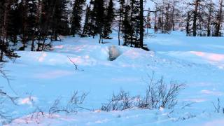 Polar bear cub in the wild [upl. by Lerej923]