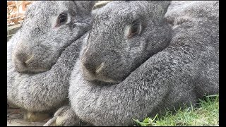 Meet the giant Flemish rabbits [upl. by Dearr]