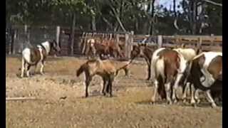 1995 Chincoteague Pony Penning [upl. by Eilatan]