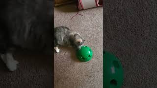 Boots the mouserlol cat cattoys catvideos [upl. by Enamrahc]