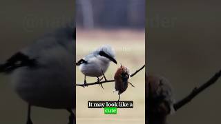 Impale Its Prey On Thorns  Butcher Bird  Loggerhead Shrike birdofprey [upl. by Emyaj597]