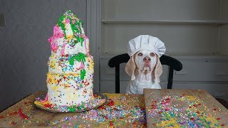 Cake Decorating 101 with Funny Dog Maymo Yummy Cake Recipe by Dog Chef [upl. by Searcy]