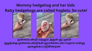 Mommy hedgehog and her kids Baby hedgehogs are called hoglets So cute suvanappiriyan [upl. by Belford175]