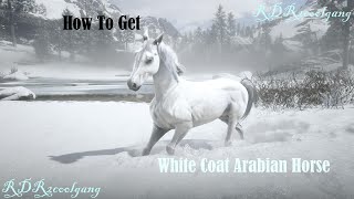 How To Get White Arabian Horse RDR2 [upl. by Hajin904]