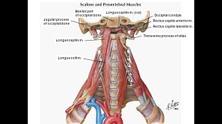 Revised exercise for the longus colli amp longus capitis [upl. by Tap]