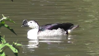 Comb Ducks aka Knobbilled Duck [upl. by Kylynn]