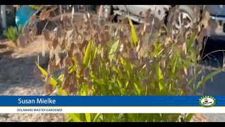 Chasmanthium latifolium Northern Sea Oats [upl. by Kore]