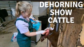 Dehorning Show Cattle [upl. by Ytsirc]