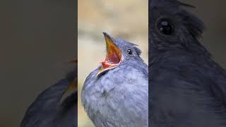 Alarm sound🐦🌳🍀🐤beutiful Bird 🥰😘birds birdssounds nature beauty youtubeshorts sound shorts [upl. by Musette791]