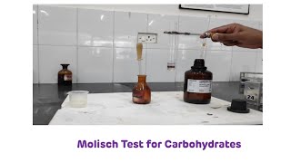 Molisch Test for Carbohydrates  Biochemistry Practical [upl. by Brie]