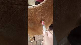 Intramuscular injection in goatgoat treatmentAnorexiacyanocobalamin vet intramuscularinjection [upl. by Lou]