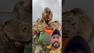 Omg 😧 monkey animals babymonkey cute funny monkeybibi little monkeyandmouse [upl. by Sotnas225]