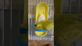 Cuttlebone ASMR shorts birds budgies parakeet [upl. by Eibloc]