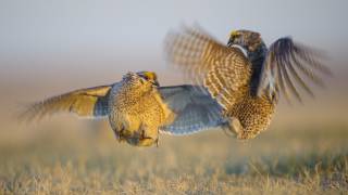 Real Angry Birds Sharptailed Grouse Battle [upl. by Clovah]