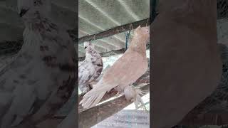 phonk music spotify song rap pigeon pigeonpigeon bird beach kabutar [upl. by Dachy]