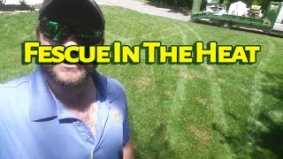 What Happens To Fescue In The Heat [upl. by Ramej]