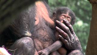 Bonobo Mom and Baby Reunited  Cincinnati Zoo [upl. by Inihor]