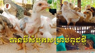 បានបីសំបុកសម្រាប់ពូជថ្មី  Three nests for new varieties [upl. by Ezri]