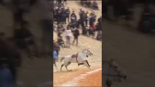 Runnerway horse on beach [upl. by Lali]