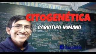 CITOGENÉTICA  CARIOTIPO HUMANO [upl. by Aitercul225]