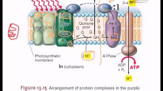 Electron transfer in purple bacteria [upl. by Nellad210]