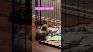 Puppy fight fypシ゚viral fypage cute dog puppy puppies pomeranian [upl. by Proctor]