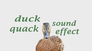 The Animal Sounds Duck Quacking Sounds  Sound Effect  Animation [upl. by Mroz493]