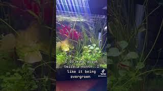 freshwater neocaridina freshwateraquarium nanoplantedtank aquarium aquascape shrimp hobby [upl. by Haret]