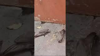 bird eating food lovewithnature nature naturelove [upl. by Niledam247]