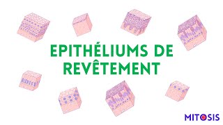 Les épithéliums de revêtement [upl. by Outhe]