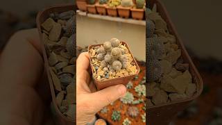 Rebutia heliosa cactos suculentas [upl. by Robbi]