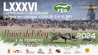 Los Mejores momentos Final quot LXXXVI CTO DE ESPAÑA DE GALGOS EN CAMPO quot [upl. by Adlee]