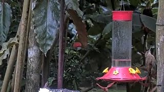 Cocoa Woodcreeper Slinks Up A Tree Near The Panama Fruit Feeder Cam – Oct 8 2023 [upl. by Anyotal]