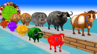 Paint Animals Cow Buffalo Tiger Hippo Lion Fountain Crossing Transformation Animals Cartoon [upl. by Storer]